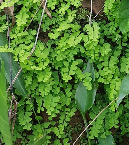 Adiantum deflectens