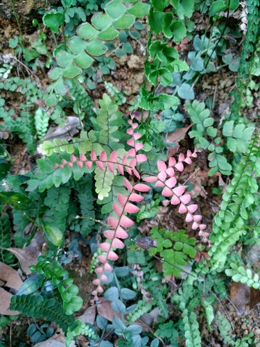 Adiantum flabellulatum (Fan-leaved maidenhair) — photo