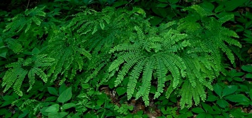 Adiantum pedatum (Northern Maidenhair fern) — photo