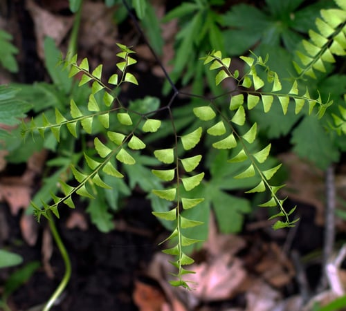Adiantum pedatum (Northern Maidenhair fern) — photo