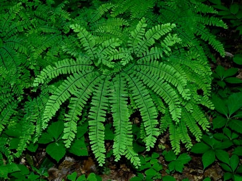 Adiantum pedatum