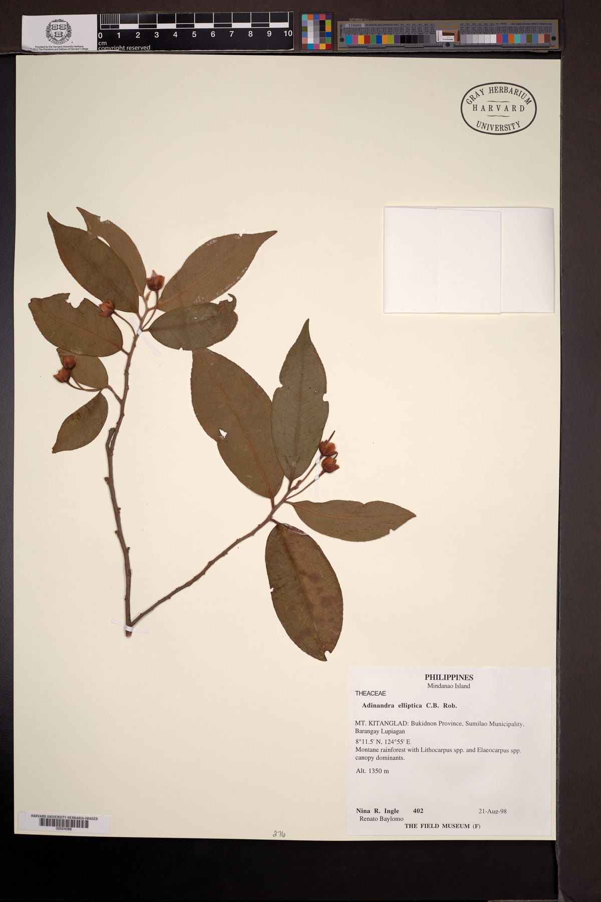 Adinandra elliptica ('adamey) — photo