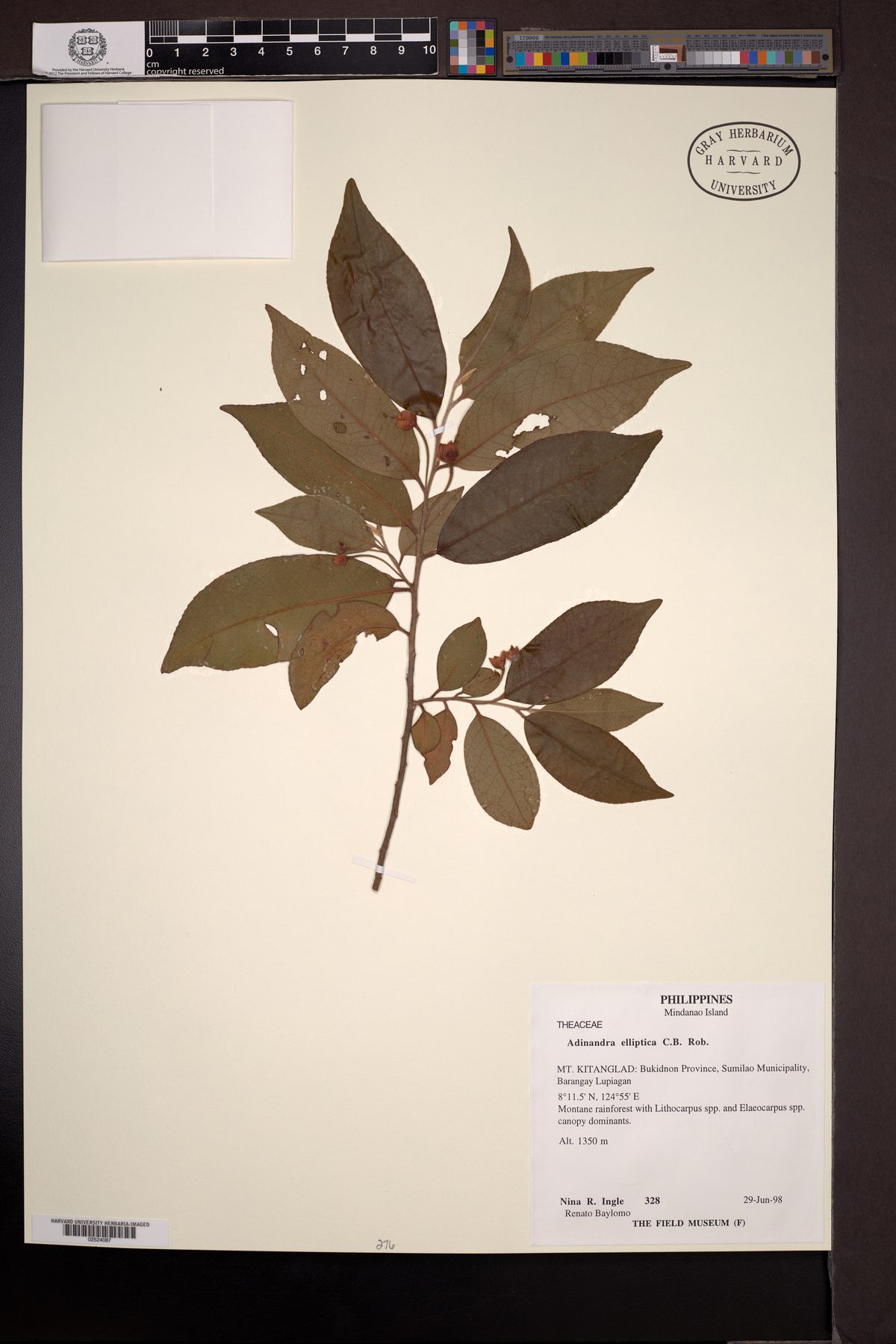 Adinandra elliptica