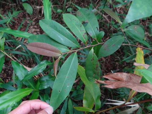 Adinandra formosana
