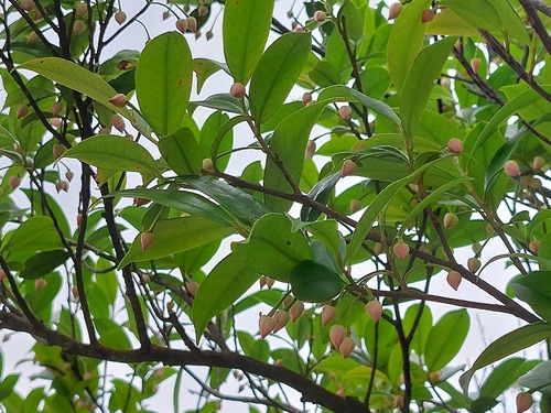 Adinandra formosana (Ang-tan) — photo