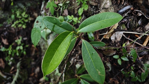 Adinandra glischroloma (Du To Kwoh) — photo