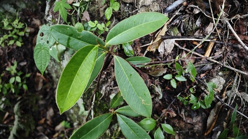Adinandra glischroloma (Du To Kwoh) — photo