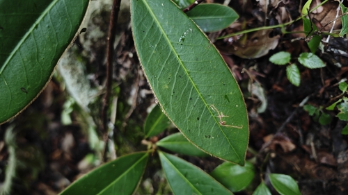 Adinandra glischroloma