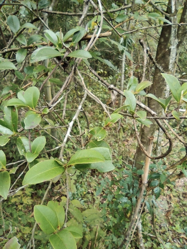 Adinandra millettii — photo