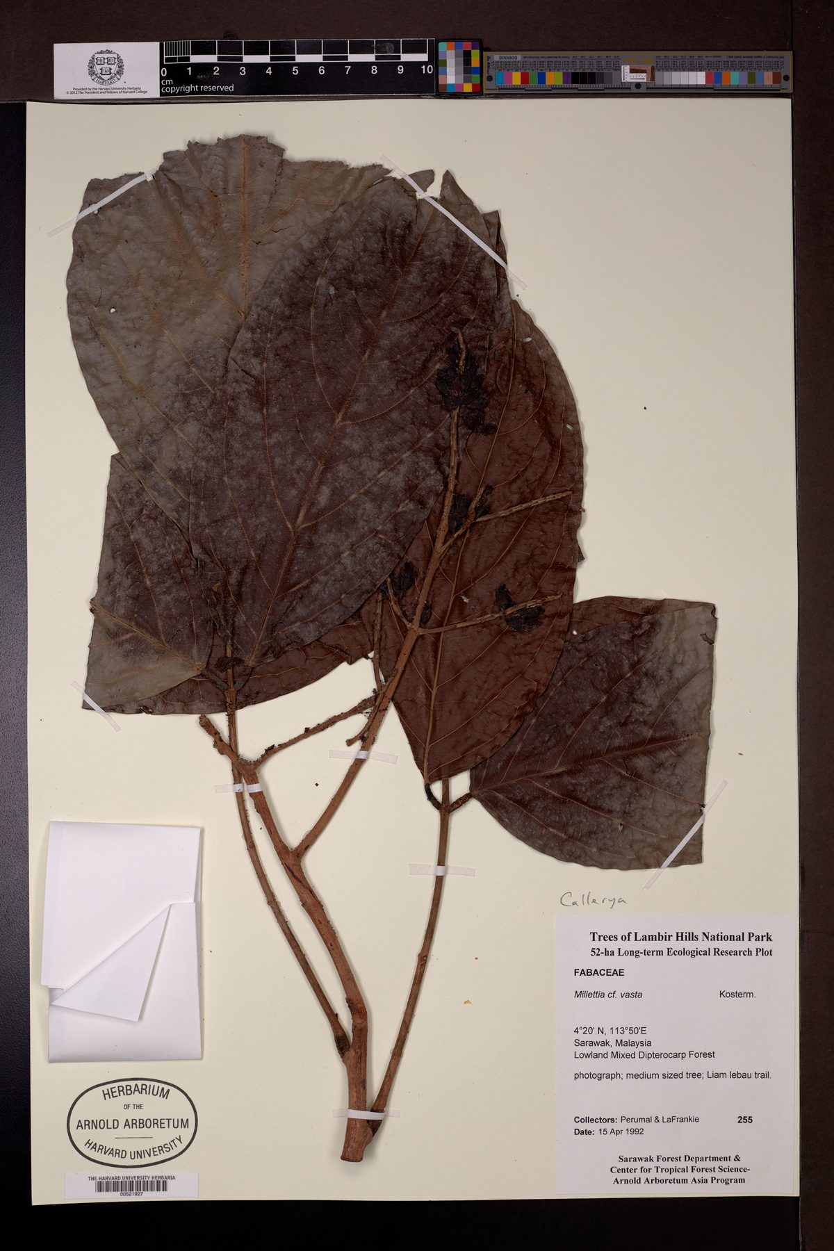 Adinobotrys vastus — photo