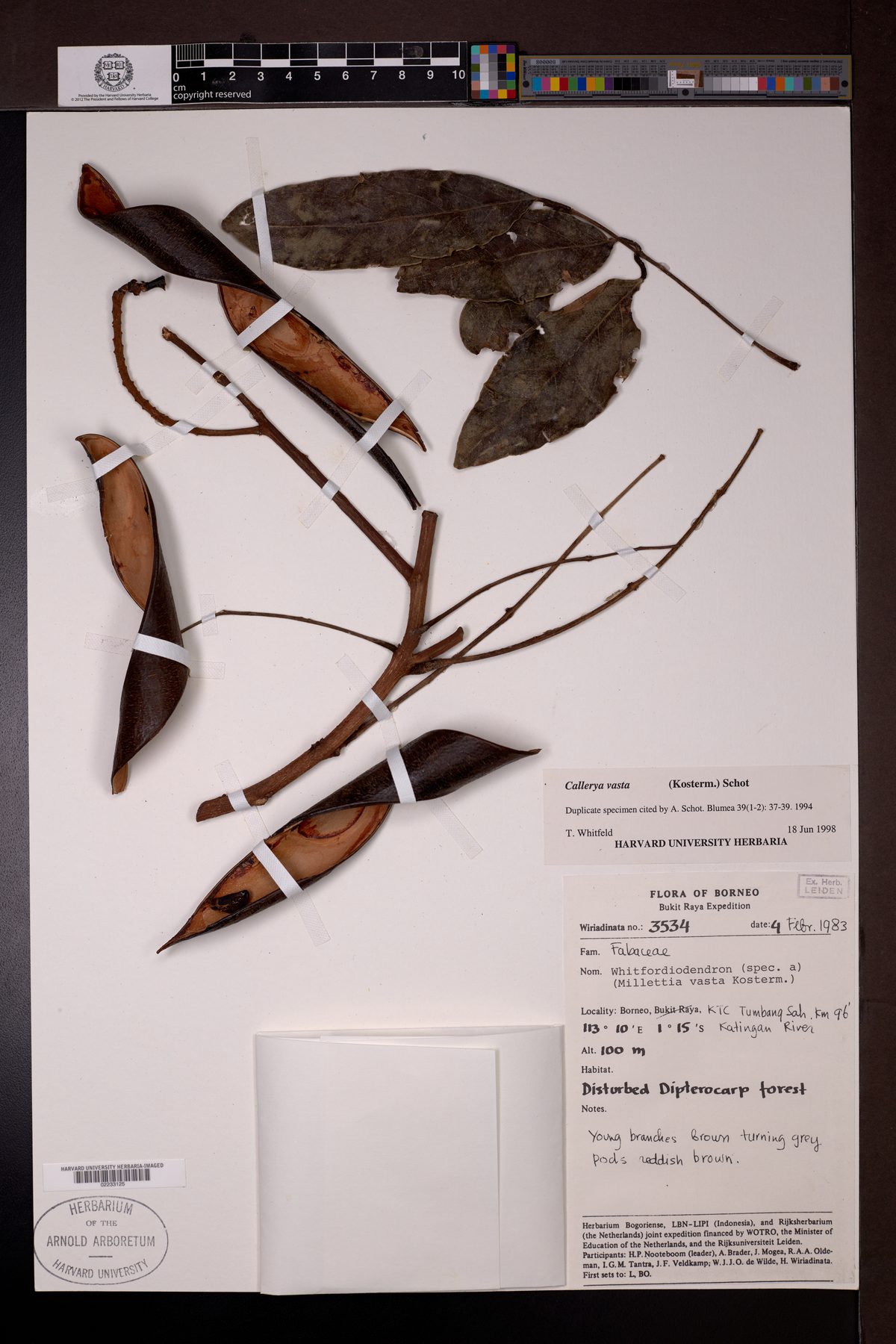 Adinobotrys vastus — photo