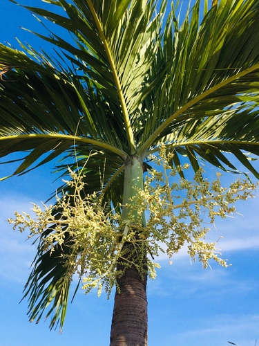 Adonidia merrillii (Manila Palm) — photo