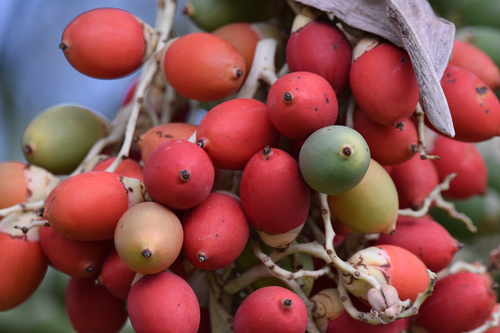 Adonidia merrillii (Manila Palm) — photo