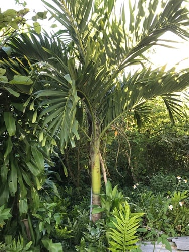Adonidia merrillii