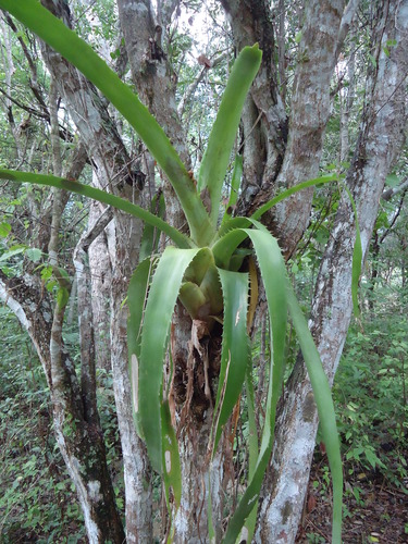 Aechmea bracteata (Aechmea) — photo