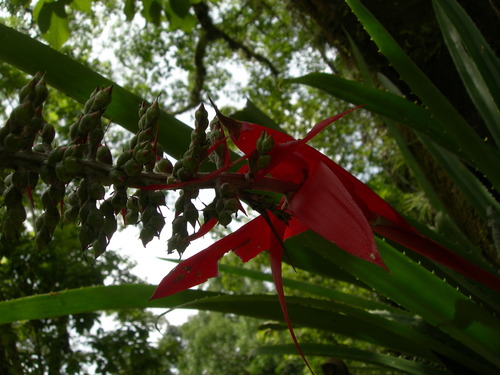 Aechmea bracteata (Aechmea) — photo
