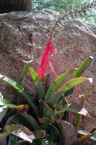 Aechmea bracteata