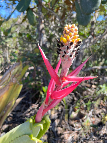 Aechmea bromeliifolia — photo