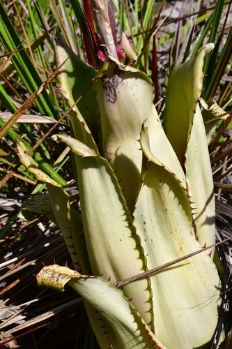 Aechmea bromeliifolia — photo