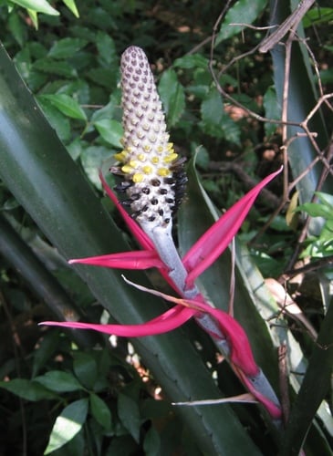 Aechmea bromeliifolia