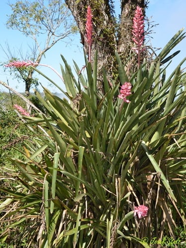 Aechmea distichantha (Cardo) — photo