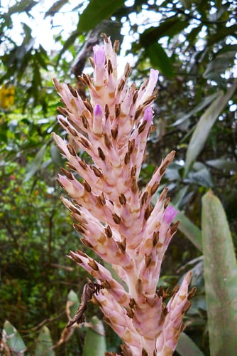 Aechmea distichantha (Cardo) — photo