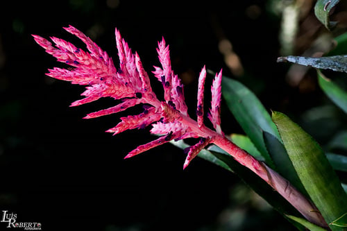 Aechmea distichantha