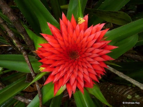 Aechmea magdalenae (Pingwing) — photo