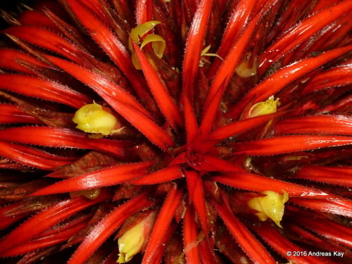 Aechmea magdalenae (Pingwing) — photo