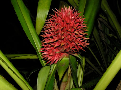 Aechmea magdalenae
