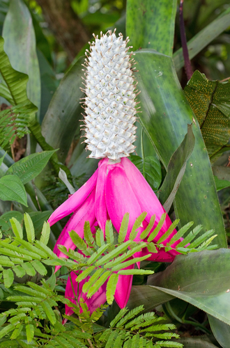 Aechmea mariae-reginae (Queen aechmea) — photo