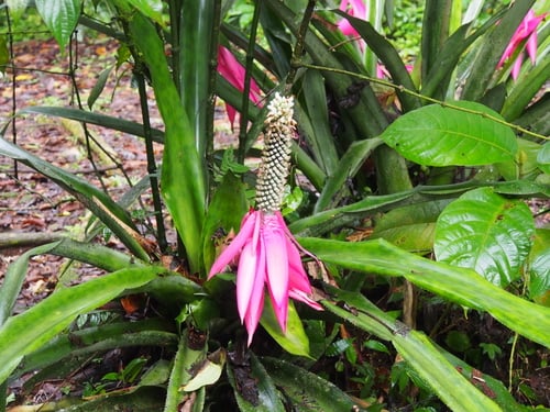 Aechmea mariae-reginae