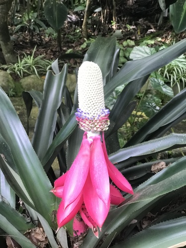 Aechmea mariae-reginae (Queen aechmea) — photo