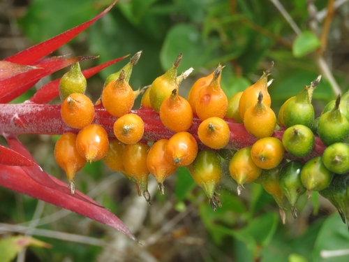 Aechmea nudicaulis var. cuspidata (Urn plant) — photo