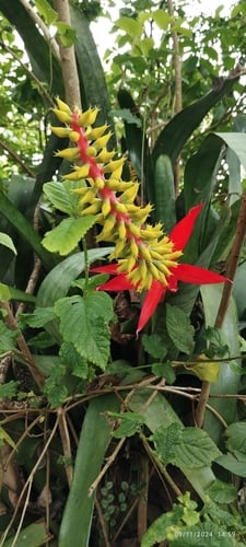 Aechmea nudicaulis var. cuspidata (Urn plant) — photo
