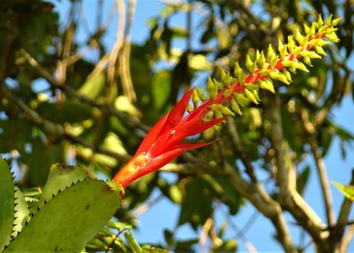 Aechmea nudicaulis var. cuspidata