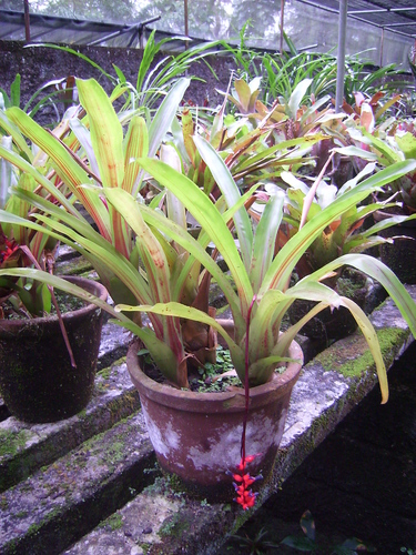 Aechmea racinae — photo