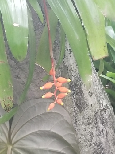 Aechmea racinae