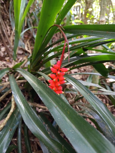 Aechmea racinae — photo