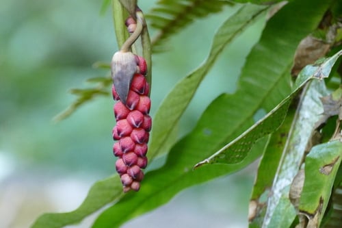 Aechmea warasii — photo