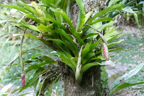 Aechmea warasii — photo