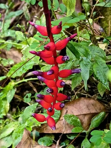 Aechmea warasii