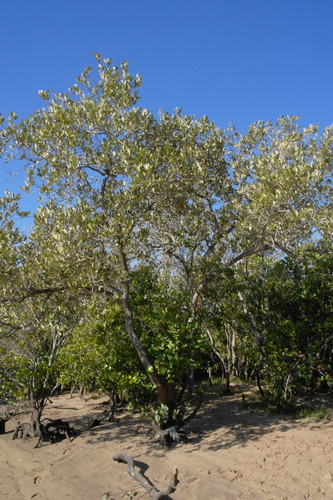 Aegiceras corniculatum (Horned mangrove) — photo