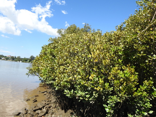 Aegiceras corniculatum (Horned mangrove) — photo