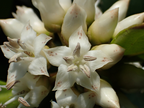 Primulaceae