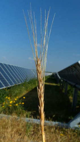 Aegilops bicornis (Goatgrass) — photo