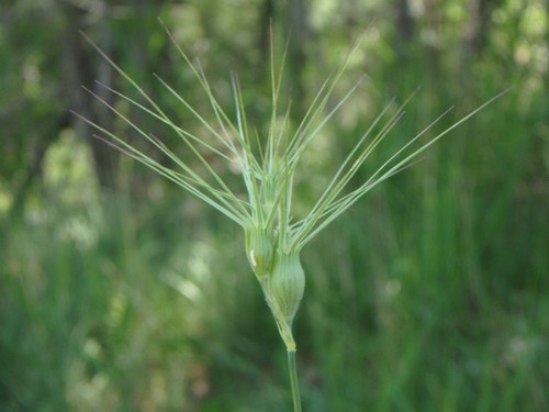 Aegilops geniculata — photo