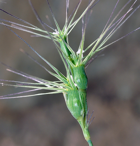 Aegilops geniculata — photo