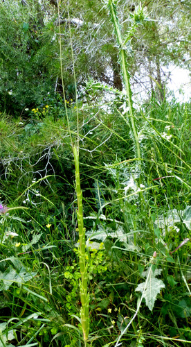 Aegilops speltoides (Goatgrass) — photo