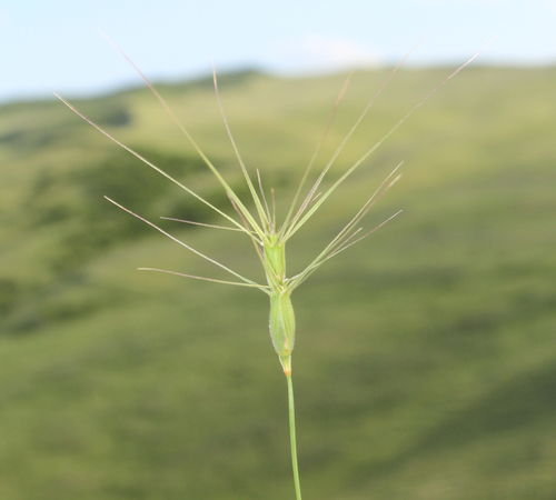 Aegilops triuncialis (Wild goat grass) — photo